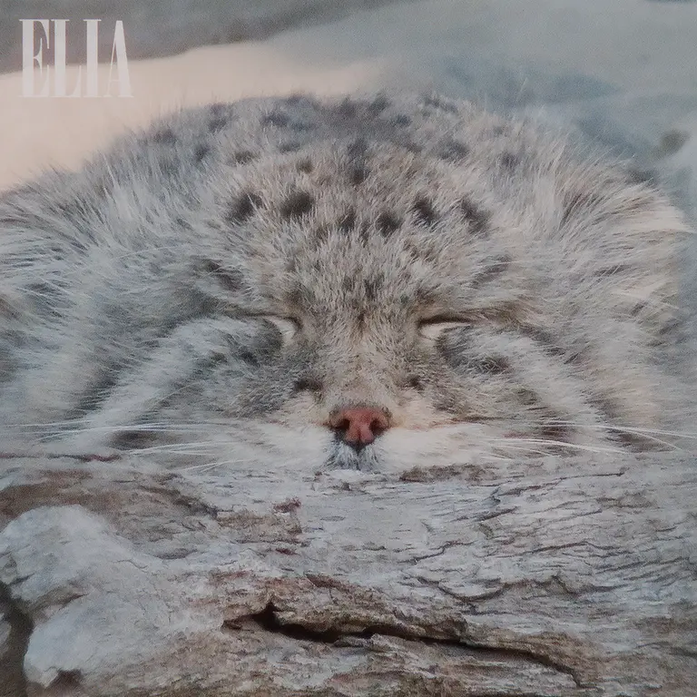カルガリー動物園 / ワイルダー研究所のオラフの写真