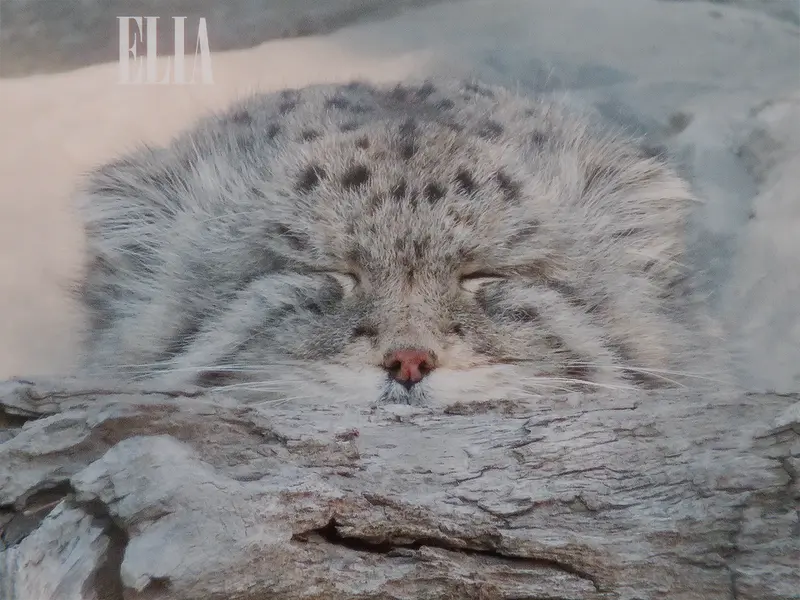 カルガリー動物園 / ワイルダー研究所のオラフの写真