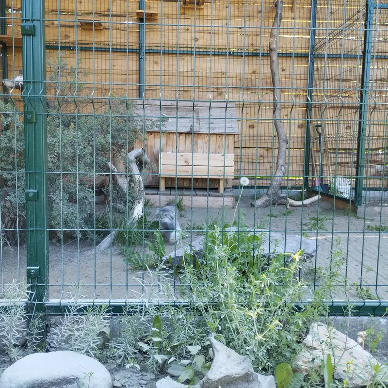 バルナウル動物園「レースナヤ・スカースカ」のペペの写真