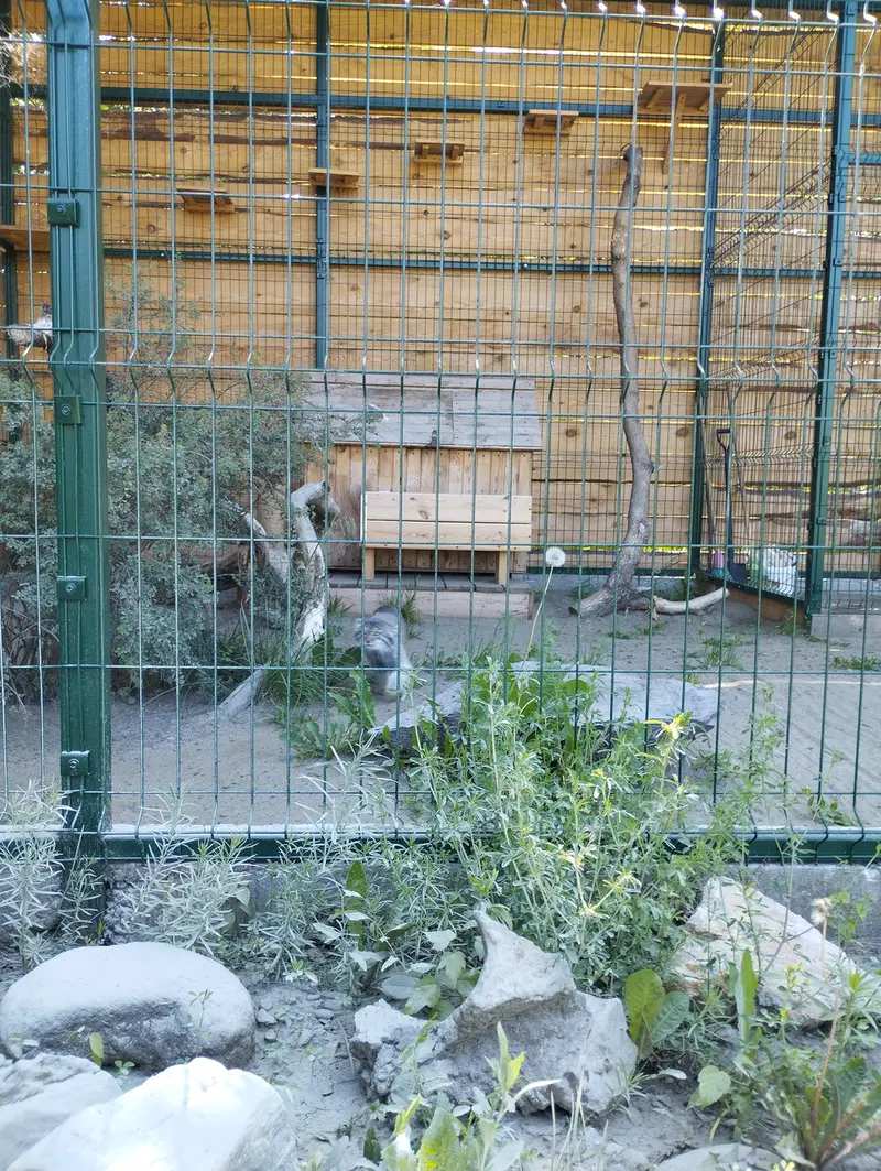 バルナウル動物園「レースナヤ・スカースカ」のペペの写真