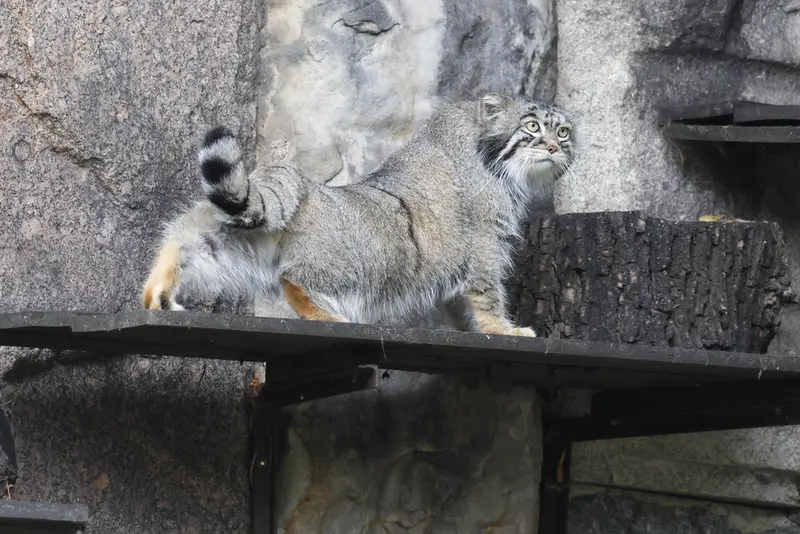 モスクワ動物園のティモフェイの写真