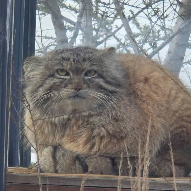 プラハ動物園のスパイの写真