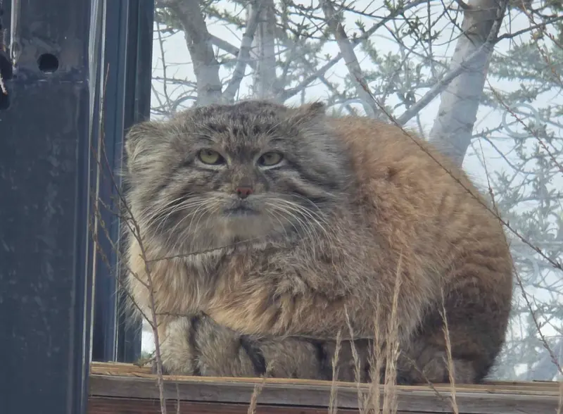 プラハ動物園のスパイの写真