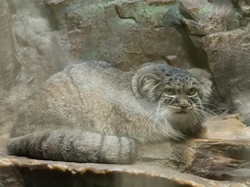 恩賜上野動物園のサフランの写真