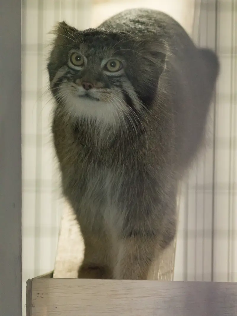 野毛山動物園のフィーガの写真
