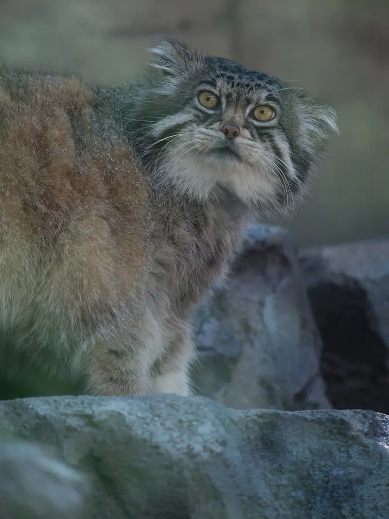 旭山動物園のグルーシャの写真
