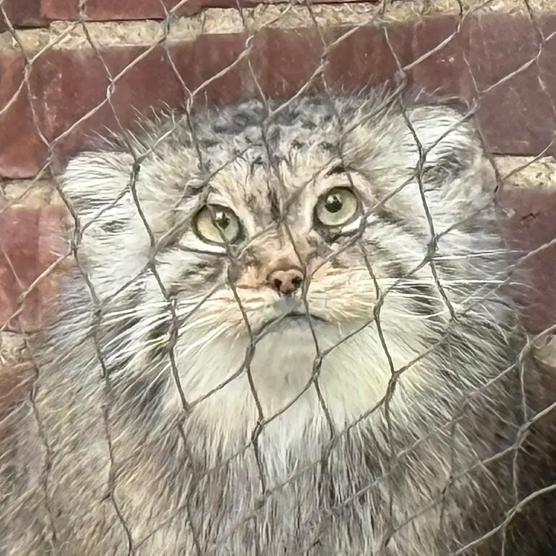 プロスペクト・パーク動物園のマヌルネコのサルナイ