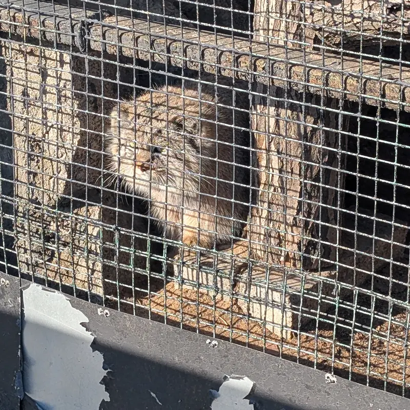 レニングラード動物園のペペの写真