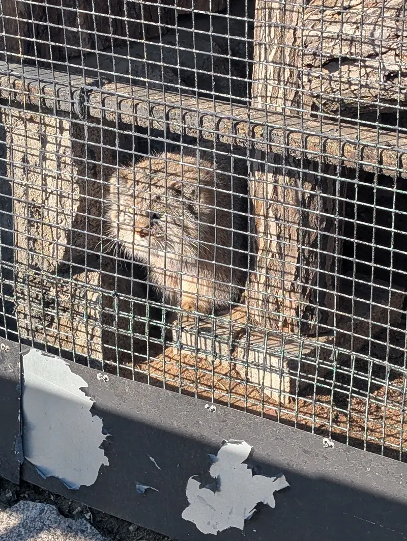 レニングラード動物園のペペの写真