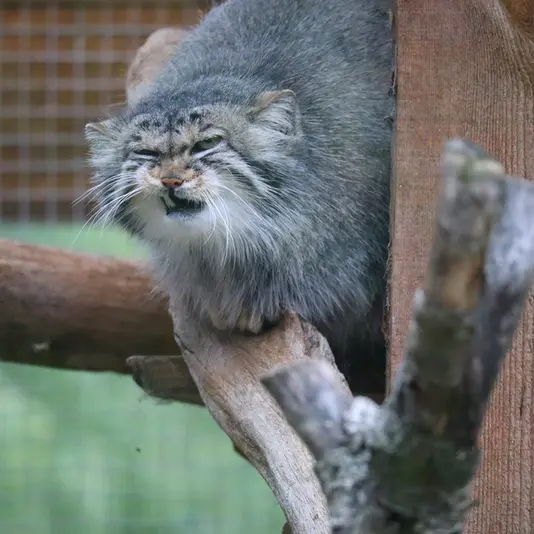 タリン動物園のアルタニの写真