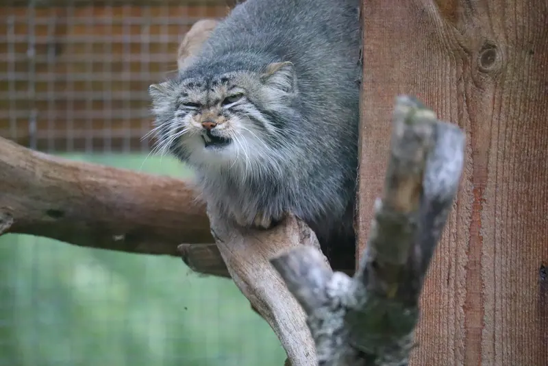 タリン動物園のアルタニの写真