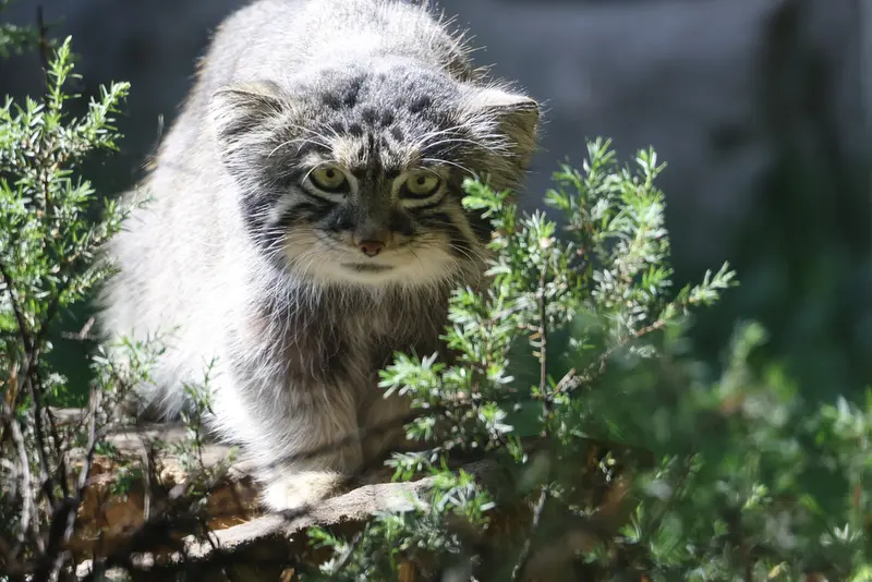 モスクワ動物園のティモフェイの写真