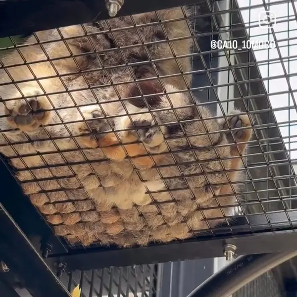 旭山動物園のマヌルネコの写真