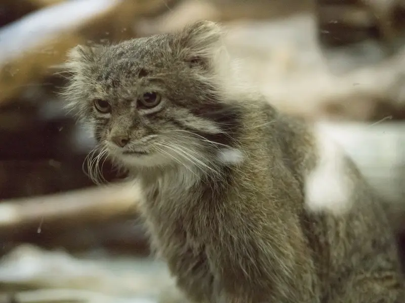 恩賜上野動物園のクリョンの写真