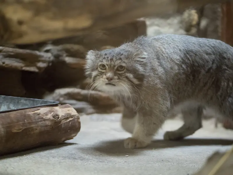 恩賜上野動物園のクリョンの写真