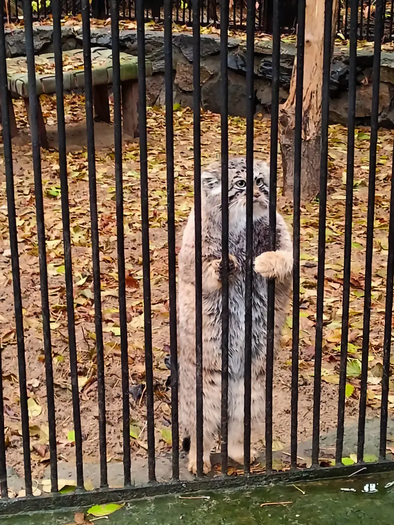 ノヴォシビルスク動物園のアーニャの写真