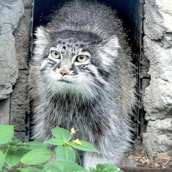 リガ動物園のマヌルネコ（2006年生まれ）の写真