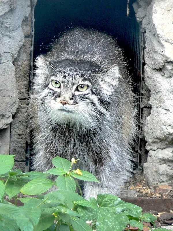 リガ動物園のマヌルネコ（2006年生まれ）の写真
