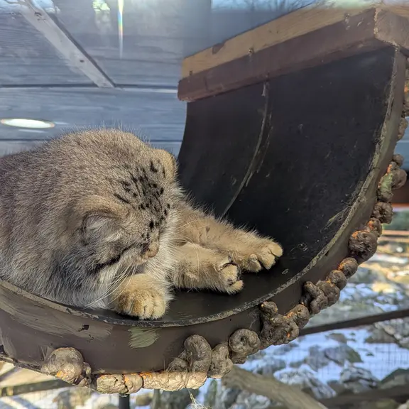 ミル・マウンテン動物園のノルブの写真