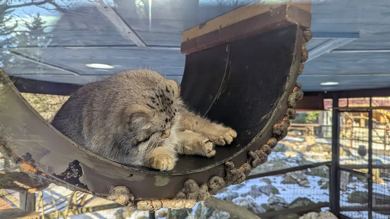 ミル・マウンテン動物園のノルブの写真