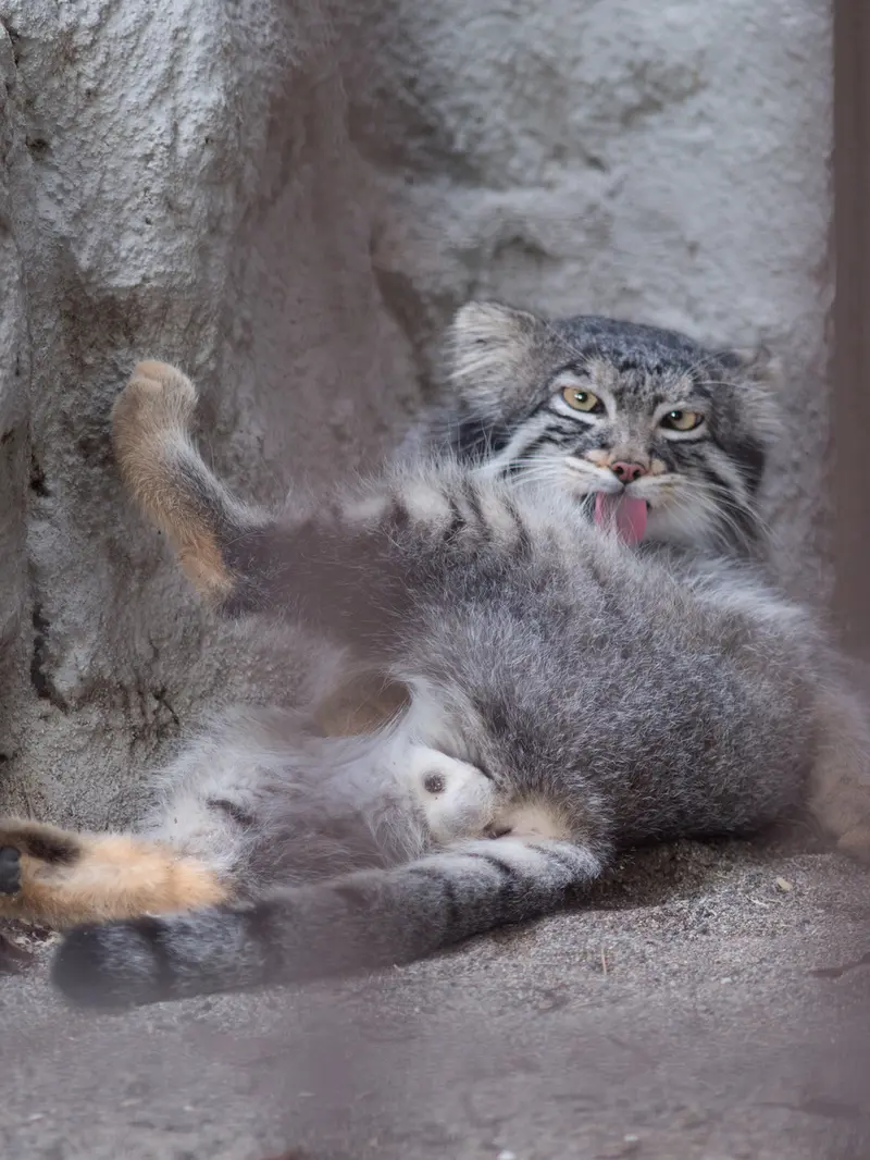 野毛山動物園のフィーガの写真