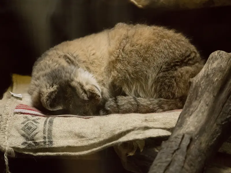 恩賜上野動物園のプリームラの写真