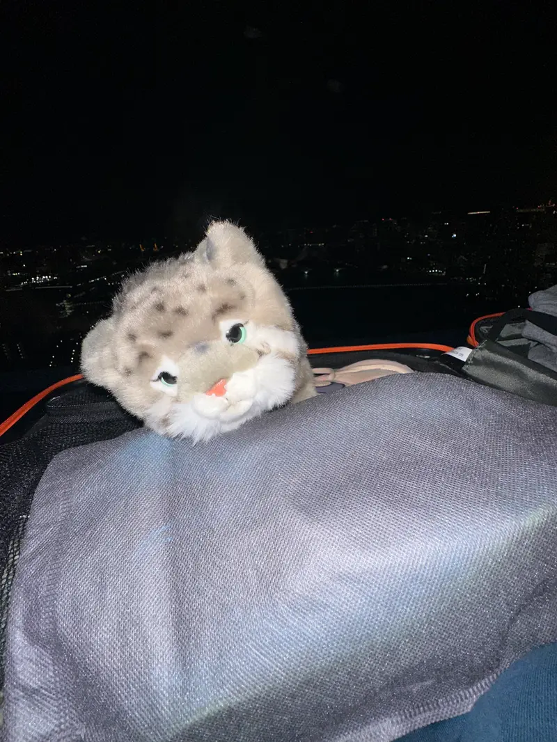 マヌルネコの写真
