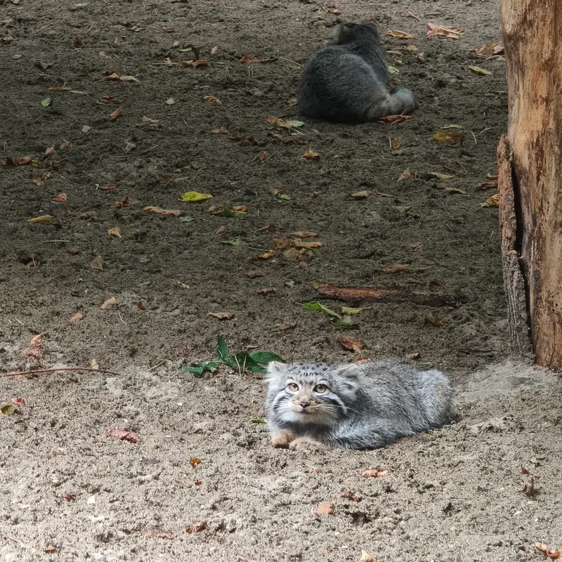 ノヴォシビルスク動物園のイヴの子（2026年生まれ）Ⅰの写真