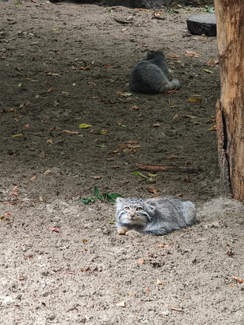 ノヴォシビルスク動物園のマヌルネコの写真