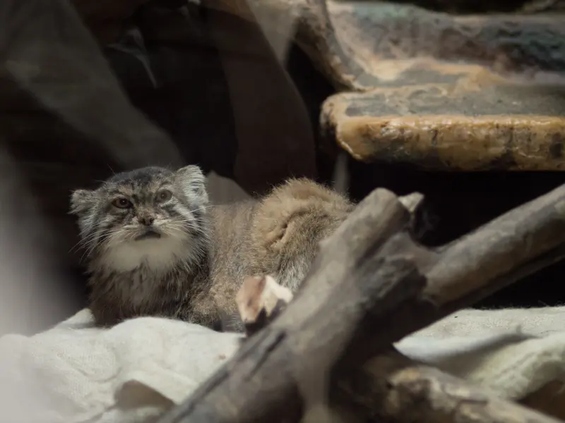 恩賜上野動物園のプリームラの写真