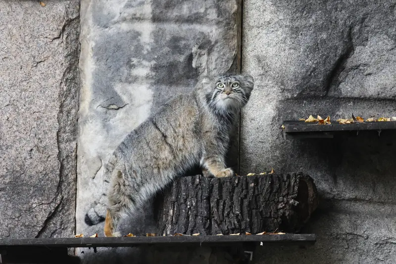 マヌルネコの写真