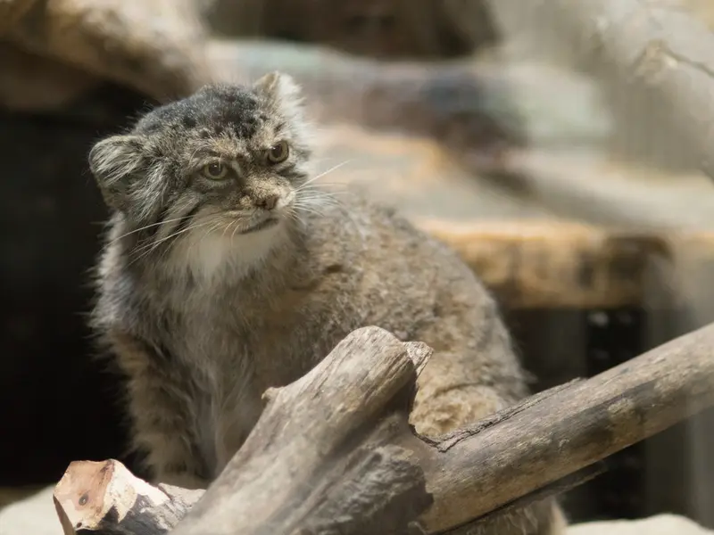 恩賜上野動物園のプリームラの写真