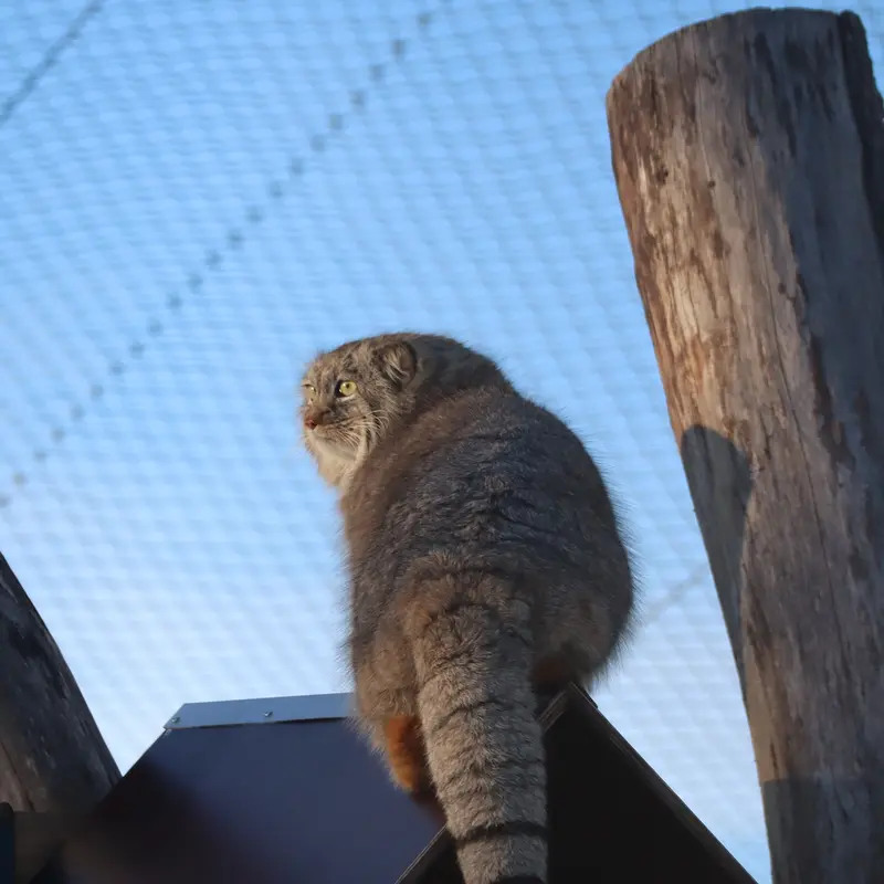 コルケアサーリ動物園のアルカスの写真