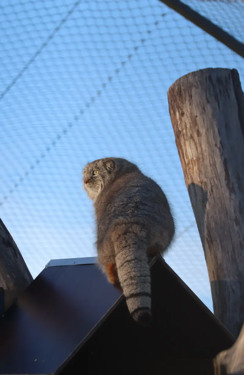 コルケアサーリ動物園のアルカスの写真