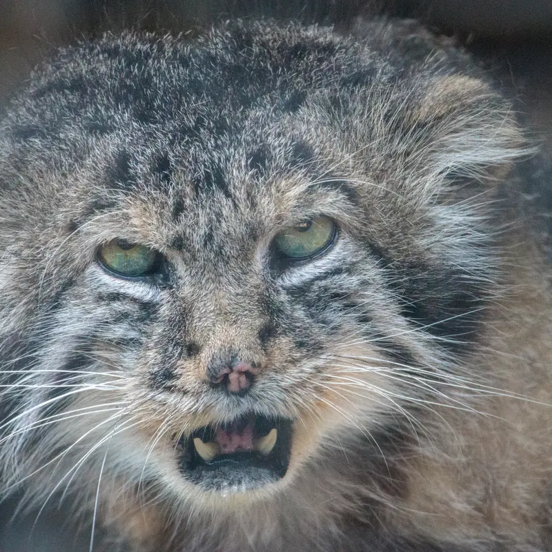 レニングラード動物園のスヴェンの写真