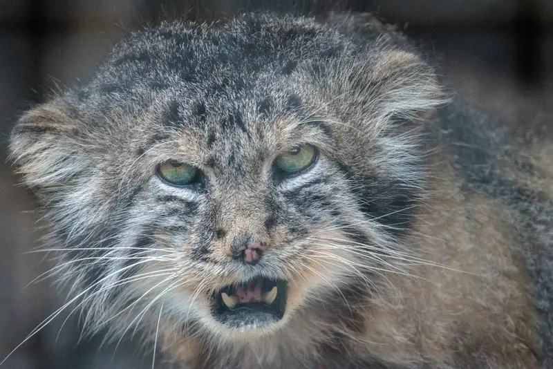 レニングラード動物園のスヴェンの写真