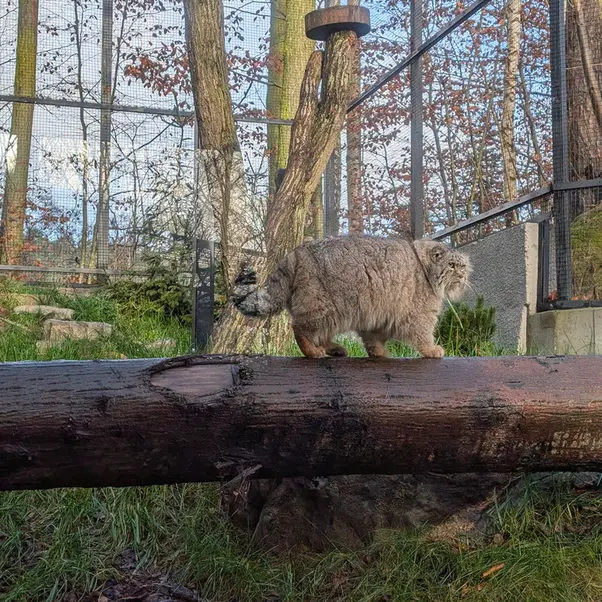 グダニスク動物園のマヌエルの写真