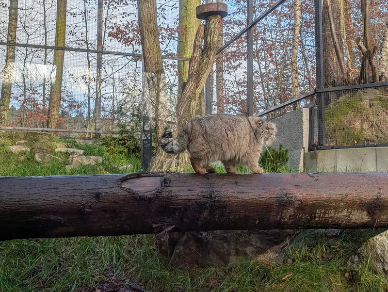 グダニスク動物園のマヌエルの写真