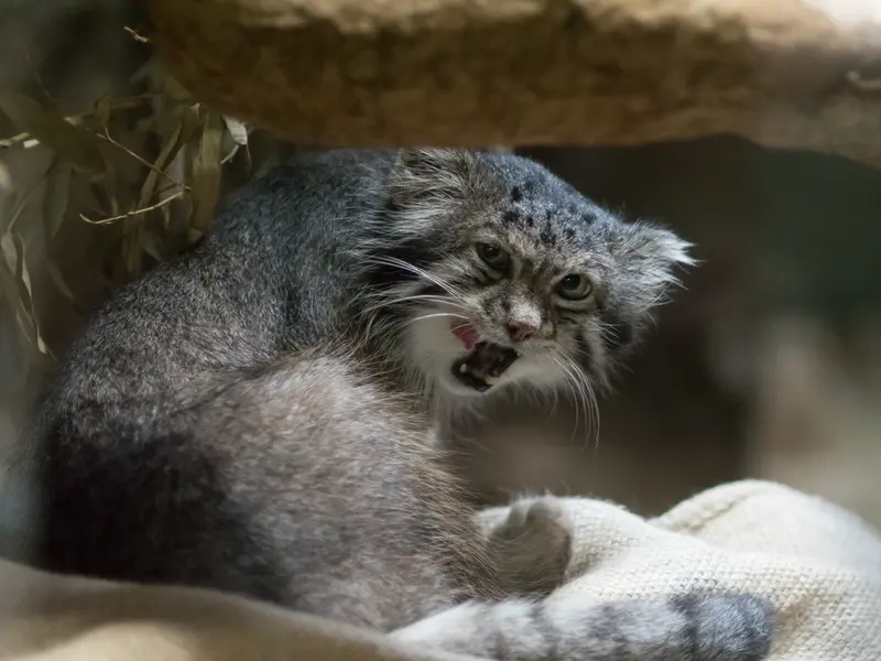 恩賜上野動物園のクリョンの写真
