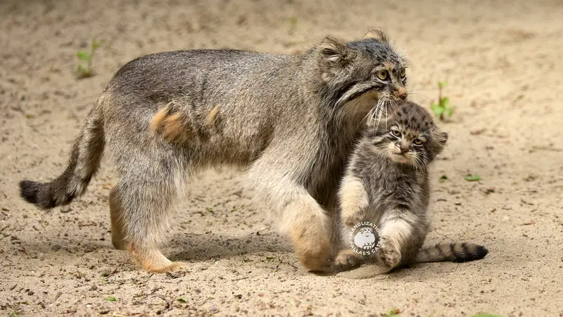ノヴォシビルスク動物園のマヌルネコの写真