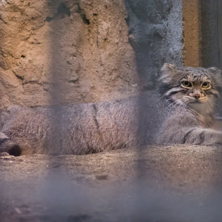野毛山動物園のフィーガの写真