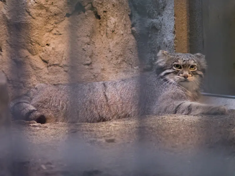 野毛山動物園のフィーガの写真