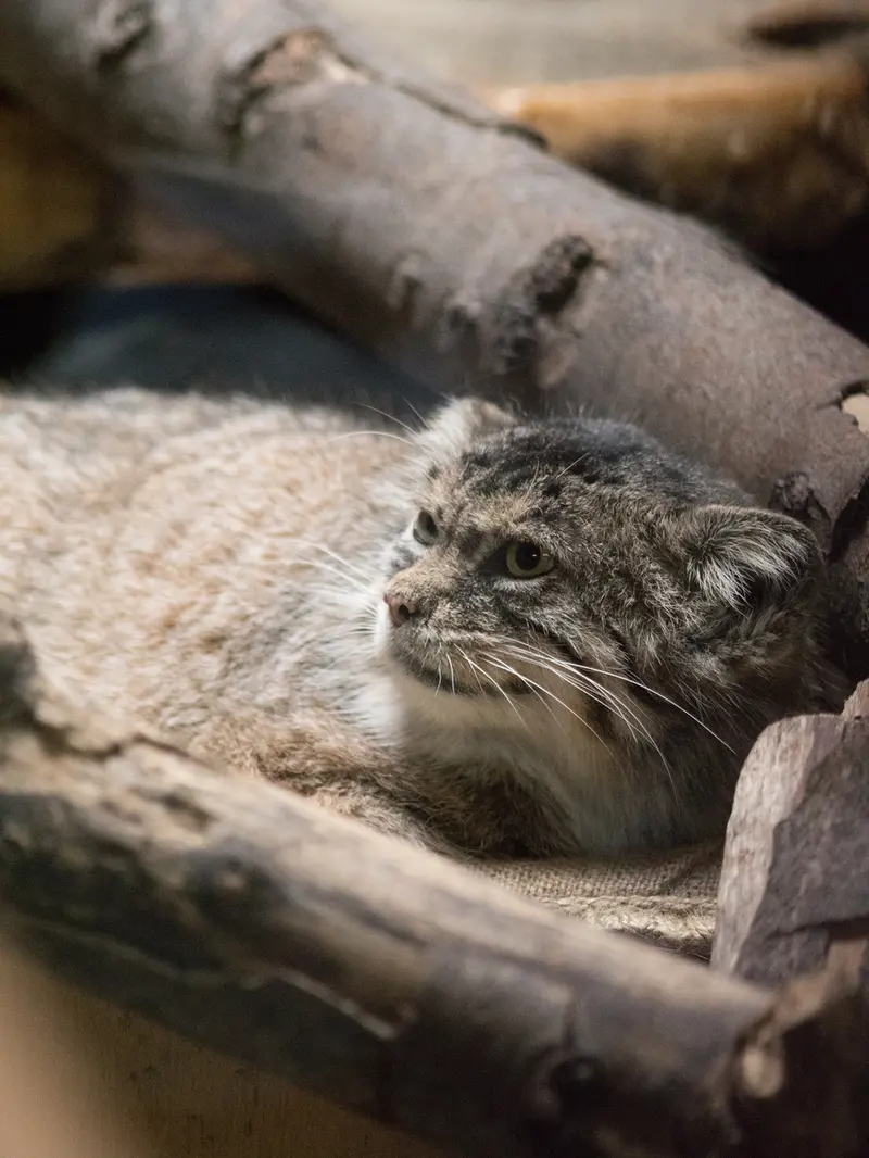 恩賜上野動物園のプリームラの写真