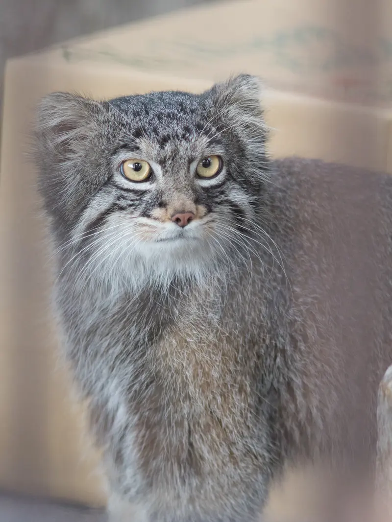 野毛山動物園のフィーガの写真