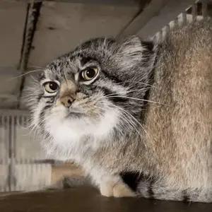 アマゾニア動物園のマヌルネコの写真
