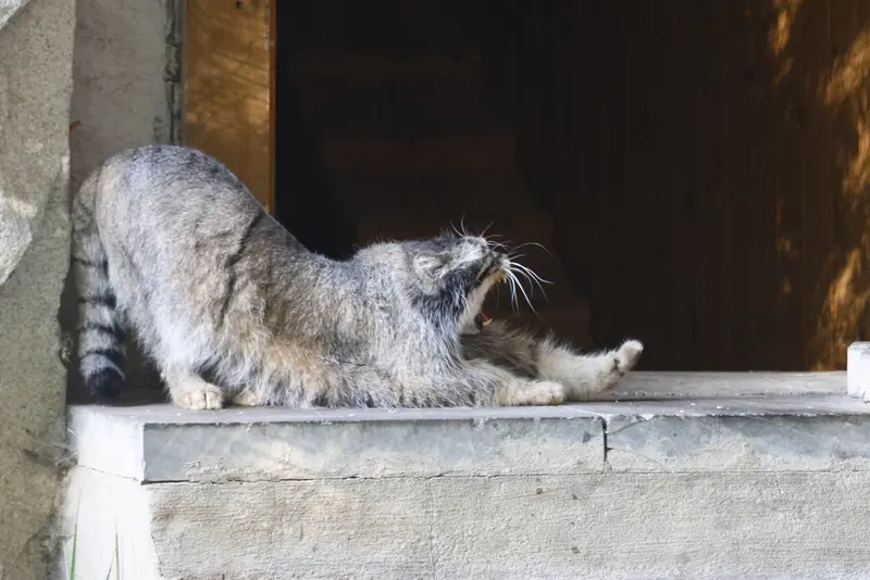 モスクワ動物園のティモフェイの写真