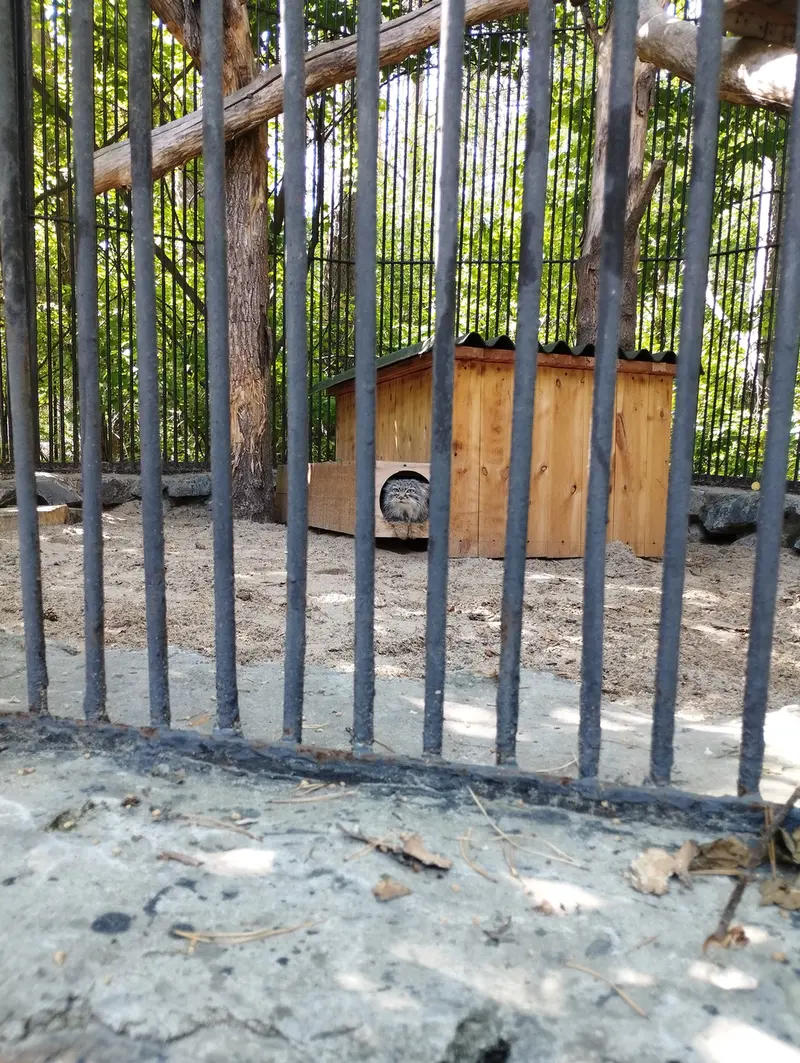 ノヴォシビルスク動物園のマヌルネコの写真