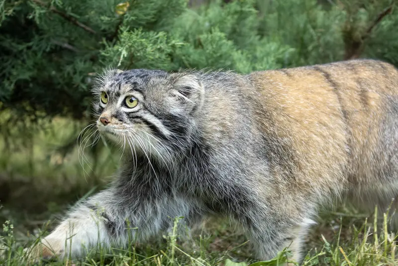 モスクワ動物園のティモフェイの写真