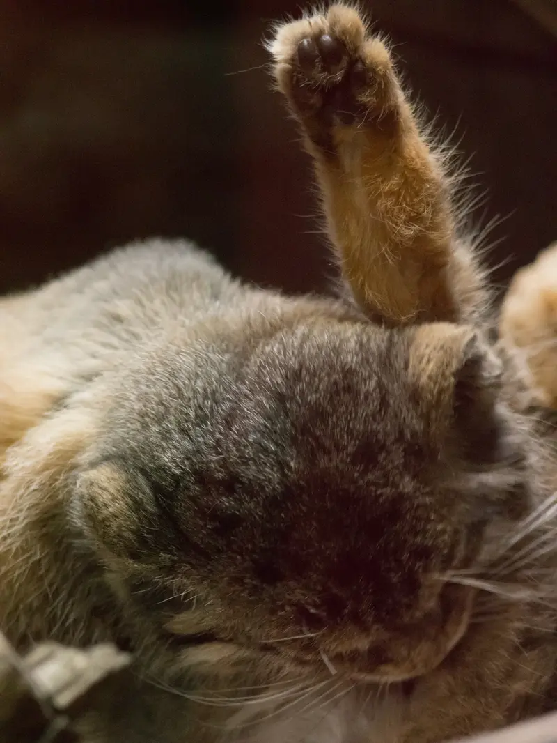 恩賜上野動物園のプリームラの写真