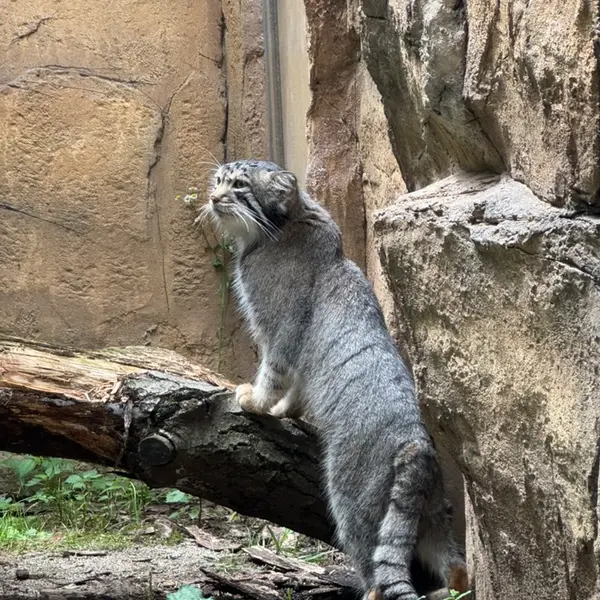 那須どうぶつ王国のナゴムの写真
